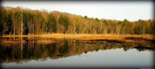 The Pond By The Yellow Trail
