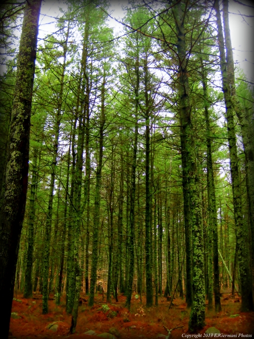 Cuttyhunk Pines