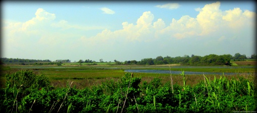 Fogland Marsh