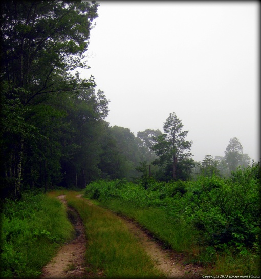 A Road At Great Swamp