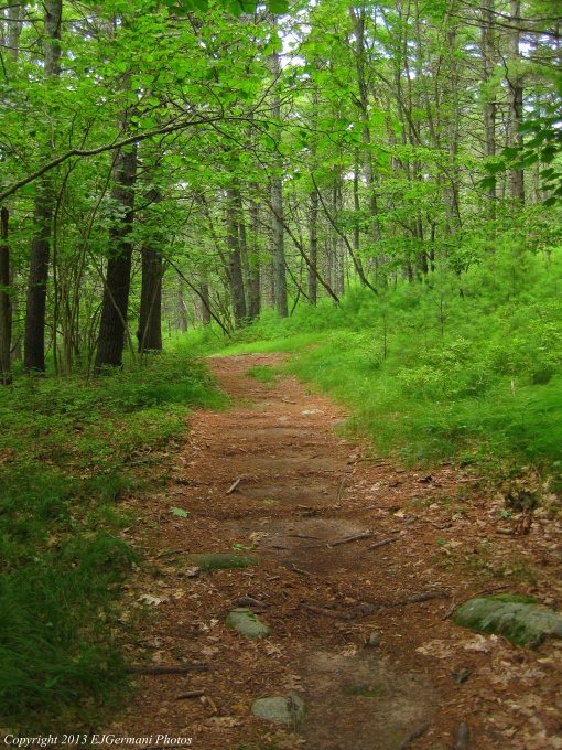 A Trail At Hungry Hill
