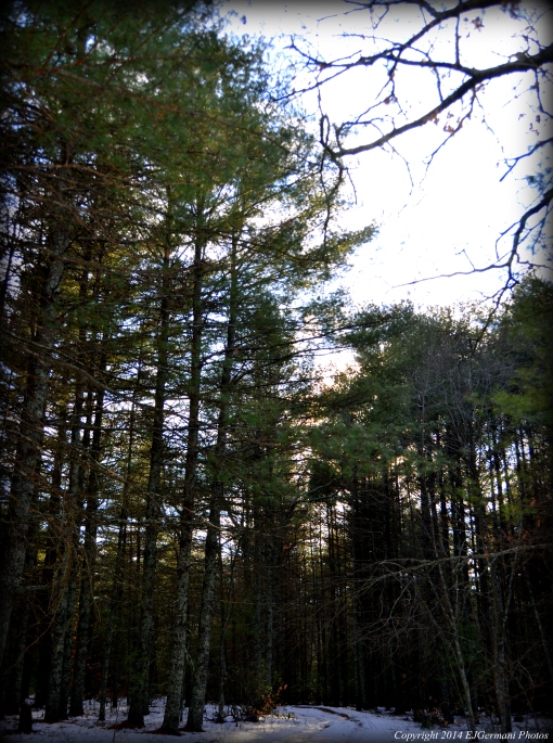 Towering Pines at Two Rivers