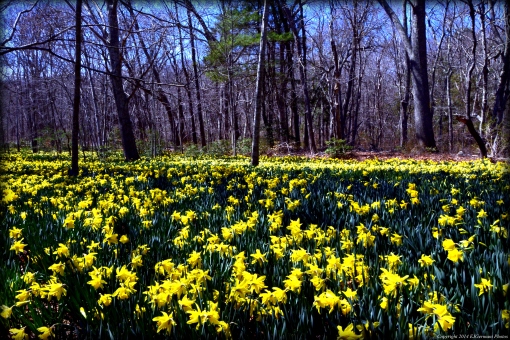Daffodil Field at Parsons