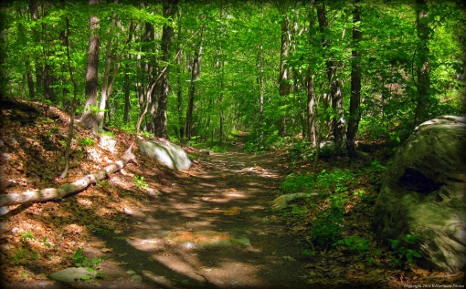 A Trail In The Johnston Town Forest