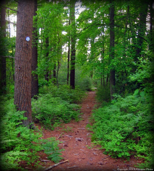 A Trail At Ridge Hill