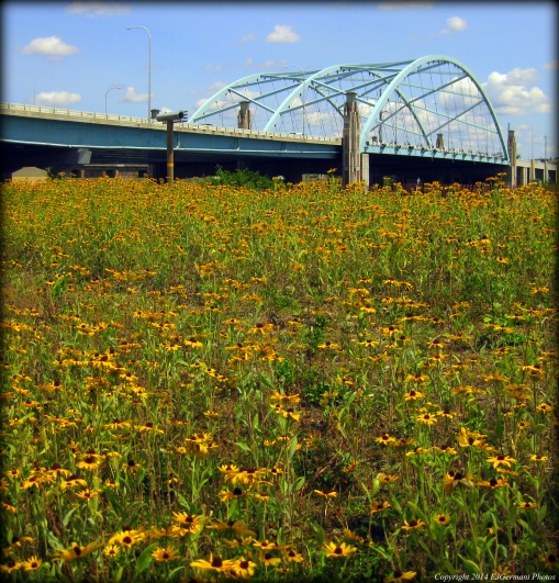 A Field Of Black Eyed Susans By The I-Way Bridge.
