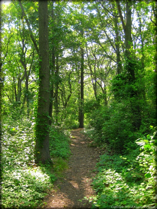 A Trail At Haines Park