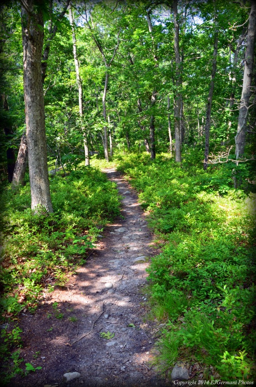 A Trail At Kettle Pond