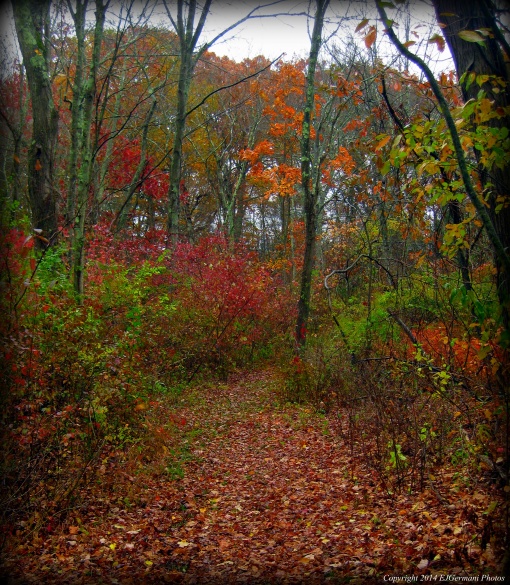 A Trail At Lawrence Preserve