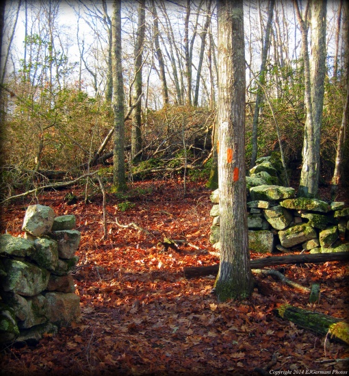 Stone Walls Along The Orange Trail